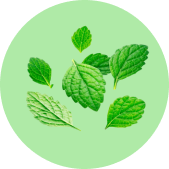 Зелёные листики