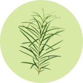 Ингредиент чайное дерево