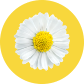 Ингредиент ромашка